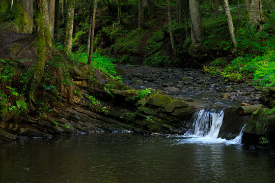 Lush forest scenery with a small waterfall cascading into a dark pool