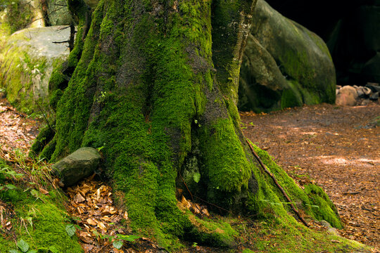 A detailed view of an ancient tree's base, heavily adorned with vibrant green moss, set within a tranquil woodland environment