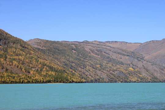 Turquoise Glacial Water of Kanas Lake Bordered by Autumn Larch Forest Slopes and Altay Mountains in Xinjiang China