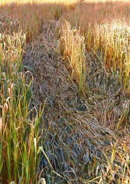 Golden dried up cornfield abstract