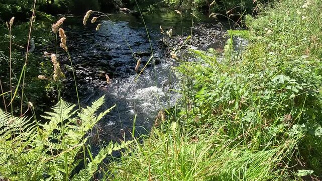 River North Esk flowing through woodland near Edinburgh, Midlothian, Scotland. Ambient water sound. 4K, 30fps