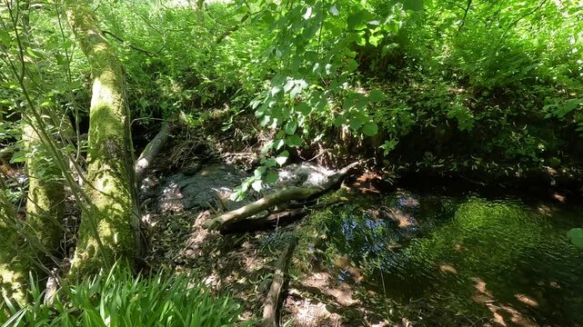River North Esk flowing through woodland near Edinburgh, Midlothian, Scotland. Ambient water sound. 4K, 30fps.