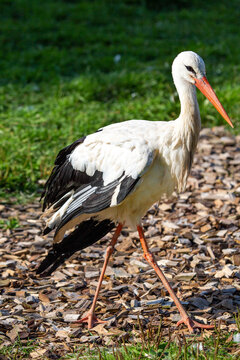 A white stork walks on the ground against a background of green grass on a bright sunny day. Animals, birds, ornithology, ecology.
