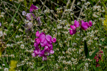 *Lathyrus latifolius*, comúnmente conocida como guisante perenne, es una planta herbácea perenne de larga vida y carácter rizomatoso, con tallos rastreros o trepadores © Primi