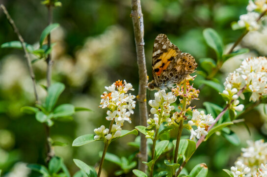 Vanessa cardui es la m&aacute;s extendida de todas las especies de mariposas