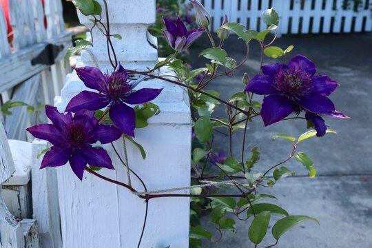 Purple clematis climbing vine