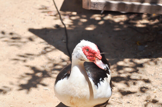 Muscovy Duck or white and black duck