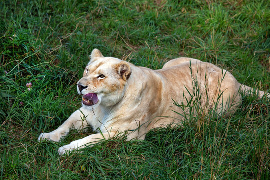 A white lioness lies on the green grass on a bright sunny day. Wildlife, mammals, predators.