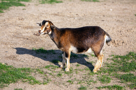 A Nubian goat stands on the ground on a bright sunny day. Wildlife, mammals, predators.