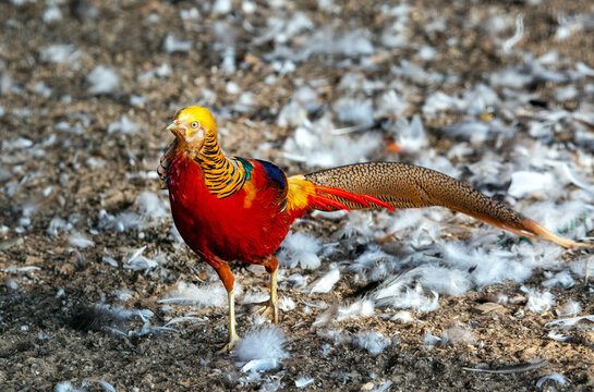 Golden royal pheasant on a background of white feathers on a bright sunny day. Animals, birds, ornithology, ecology.