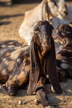 An Anglo Nubian fold-eared goat on a bright sunny day. Wildlife, mammals, predators.