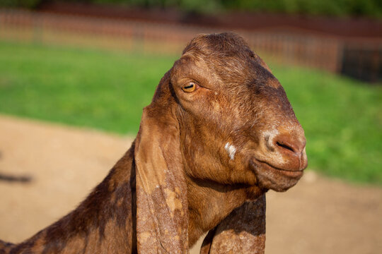 An Anglo Nubian fold-eared goat on a bright sunny day. Wildlife, mammals, predators.