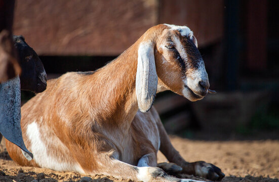 An Anglo Nubian fold-eared goat on a bright sunny day. Wildlife, mammals, predators.