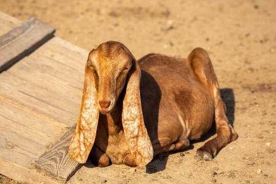 The Anglo Nubian fold-eared goat lies on the ground on a bright sunny day. Wildlife, mam-mals, predators.