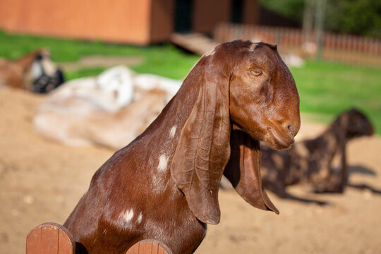 An Anglo Nubian fold-eared goat on a bright sunny day. Wildlife, mammals, predators.