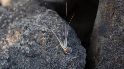 snail on the stone © dolunay