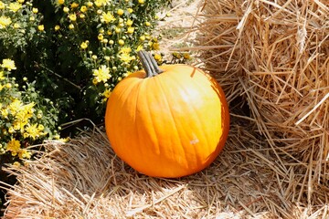 Single orange pumpkin with hay and yellow flowers © Loraine