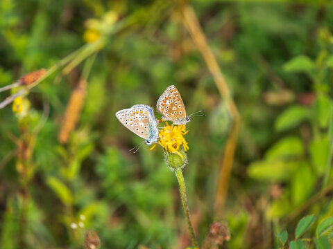 Pair of Common Blue Butterflies Mating