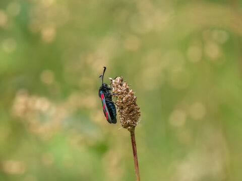 A Six-spot Burnet Moth on Ribwort Plantain