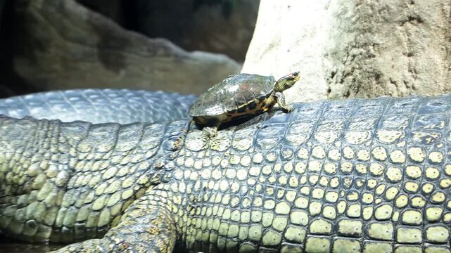 The Indian roofed turtle - Pangshura tecta, climbs on The gharial (Gavialis gangeticus)