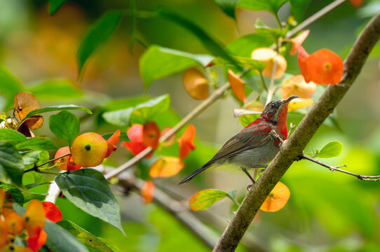 Crimson Sunbird Perched Among Orange Tropical Flowers