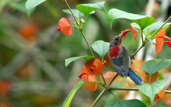 Crimson Sunbird Drinking Nectar From Orange Flower