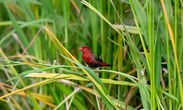 Red Avadavat Perched Among Tall Wetland Grass