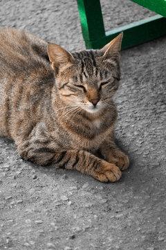 Tabby Cat Dozing Peacefully on an Armenian Street