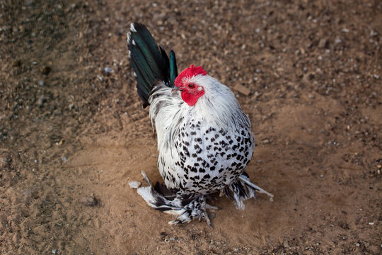 Decorative Mollefleur rooster stands on the ground on a bright sunny day. Animals, birds, or-nithology, ecology.