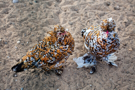 Bentama calico chickens stand on the ground on a bright sunny day. Animals, birds, ornithol-ogy, ecology.