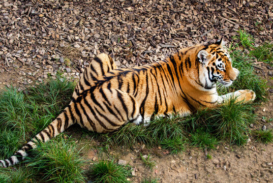 The Amur tiger lies on the green grass on a bright sunny day. Wildlife, mammals, predators.