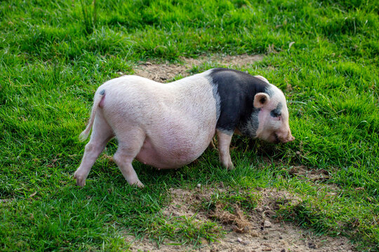 A Vietnamese lop-bellied pig grazes on the green grass on a bright sunny day. Wildlife, mam-mals, predators.