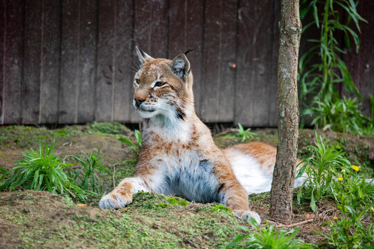 The European lynx lies on the ground on a bright sunny day. Wildlife, mammals, predators.