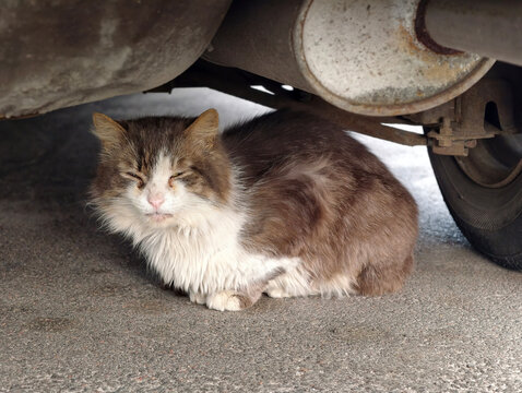 Weary cat with diseased eyes and half-closed lids resting under a car by the exhaust pipe, reflecting illness, fatigue, and the struggles of life as a stray