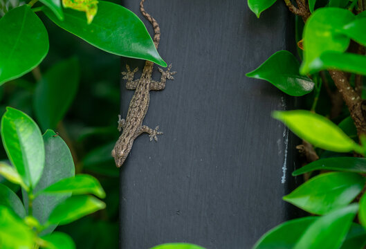 Small Gecko Climbing on a Dark Wall Among Green Leaves