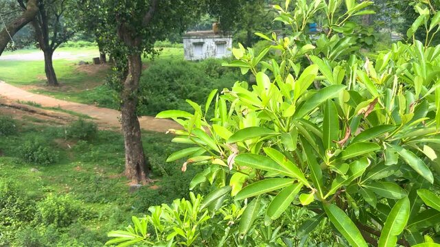 Lush green foliage in a rural garden, vibrant tropical leaves in a sunny outdoor park, natural landscape with trees and a dirt path
