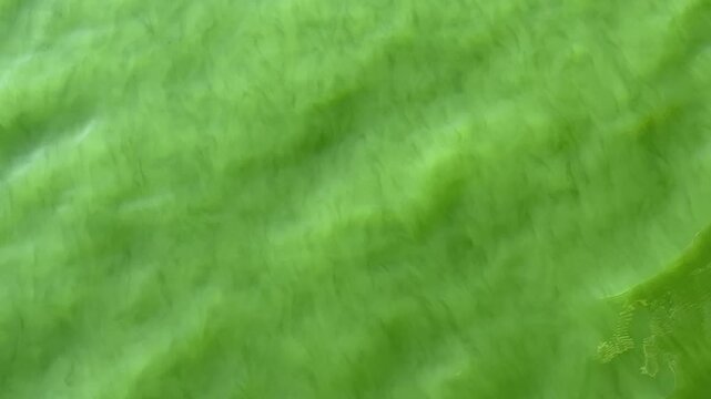 Green-blue lake water with small green algae floating on the surface, close up. Small green algae floating on the surface of Palić Lake, Serbia