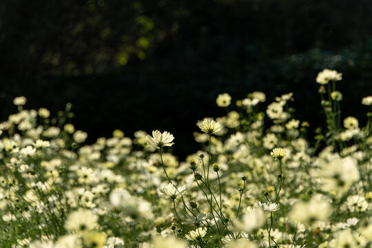 Field of Cosmos Flowers Glowing in Soft Autumn Backlight with Copy Space