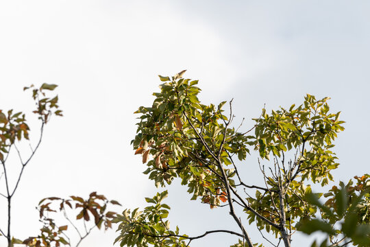 Green Leaves of Oak Tree Changing Color Under Soft Autumn Sky in Japan