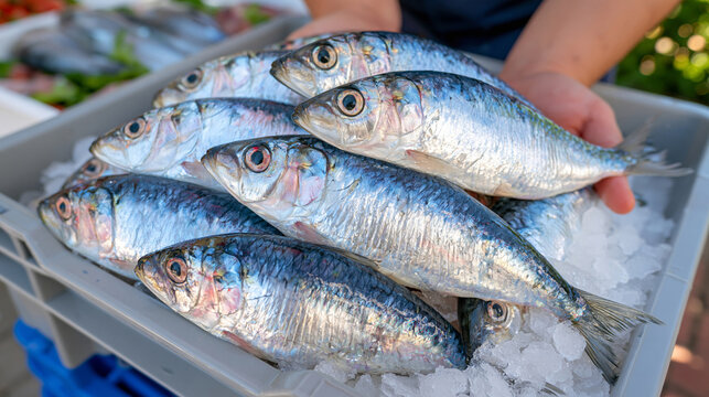 Close up of silver sardines and mackerel layered with crushed ice inside a durable plastic fish box, wet textured scales, detailed freshness, clean seafood processing environment, commercial food ph