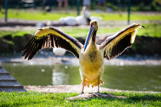 A pelican spreads its wings in the background light of a pond on a bright sunny day. Animals, birds, ornithology, ecology.