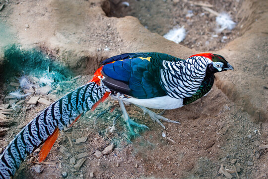The royal diamond pheasant stands on the ground on a bright sunny day. Animals, birds, ornithology, ecology.