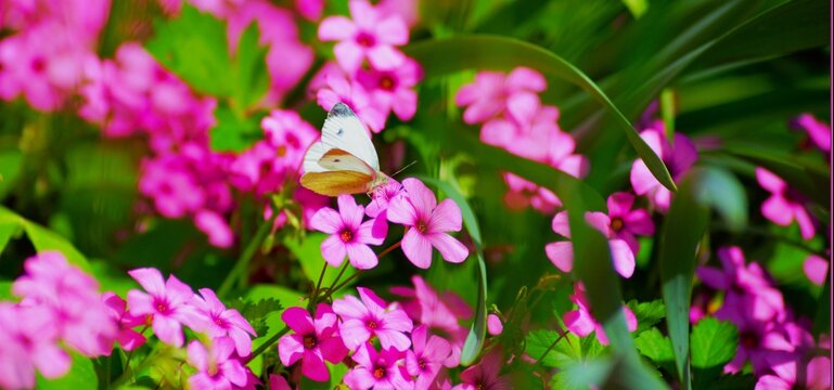 Butterfly and pink flower in the meadow, insects and flower background