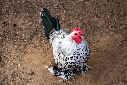 A rooster of decorative Mollefleur hens stands on the ground on a bright sunny day. Animals, birds, ornithology, ecology.