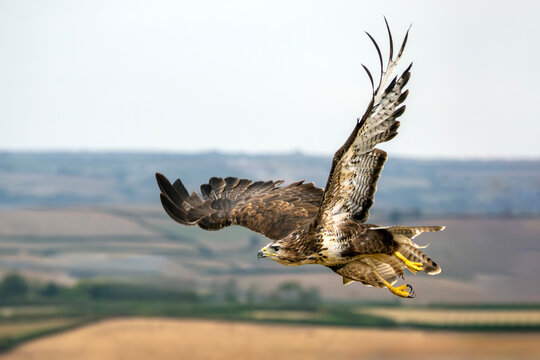 Common buzzard (Buteo buteo) bird of prey soaring in flight against a clear sky, showing detailed brown plumage and outspread wings, raptor and wildlife stock photo image 