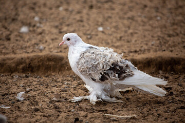 A curly-haired white pigeon stands on the ground on a bright sunny day. Animals, birds, orni-thology, ecology. © Victor1153