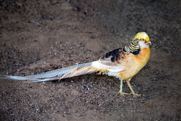 The golden lemon pheasant stands on the ground on a bright sunny day. Animals, birds, orni-thology, ecology. © Victor1153
