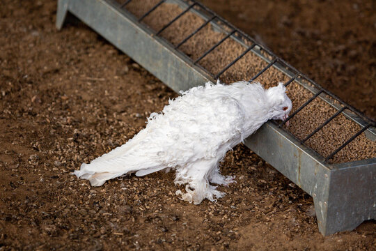 A curly-haired white pigeon stands near a feeding trough on a bright sunny day. Animals, birds, ornithology, ecology.