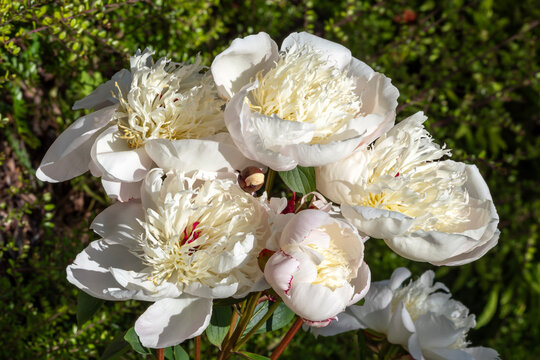 Peony lactiflora 'Immaculee' (paeonia) a spring summer flowering plant with a white springtime flower, gardening stock photo image 
