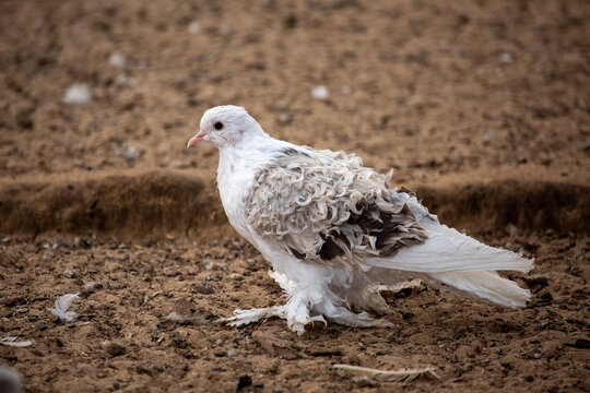 A curly-haired white pigeon stands on the ground on a bright sunny day. Animals, birds, orni-thology, ecology.